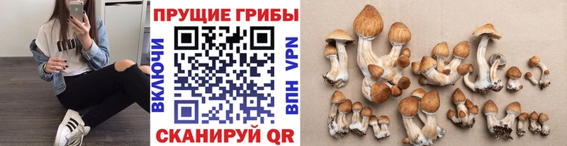 маркетплейс какой сайт Ардатов Галлюциногенные грибы мухоморы